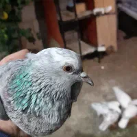 فروش انواع کبوتر و تخم کبوتر