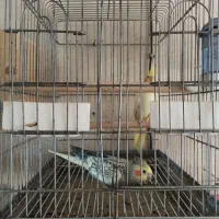 جفت عروس هلندی|پرنده|برازجان, |دیوار