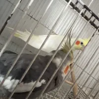 ۳عدد عروس هلندی|پرنده|شاندیز, |دیوار