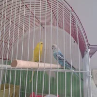 یک جفت مرغ عشق مولد