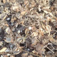 ضایعات پنبه‌