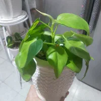 گل و گلدان سرامیکی و پلاستیکی