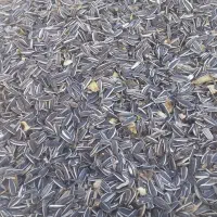 تخمه آفتابگردون