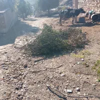 گاو نژدی بهترین نژاد