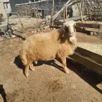 قوچ|حیوانات مزرعه|اسلام‌‌آباد غرب, |دیوار