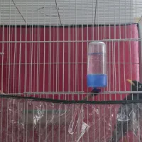 مینا و کوتوله|پرنده|مشهد, فدک|دیوار