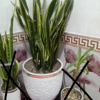 گل وگلدان بزرگ سانسوریا