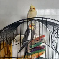 عروس هلندی جفت