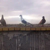 شامی آلمانی نر