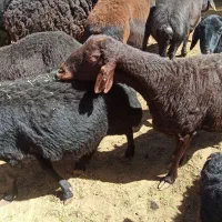 گوسفند میش قره قزل و قزل افشار