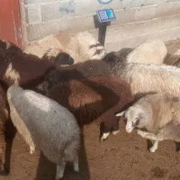 فروش نروماده