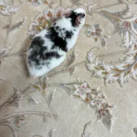 همستر مولد|موش و خرگوش|فردیس, شهرک ۱۱۰|دیوار