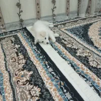 واگذاری سگ رایگان