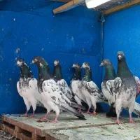 دوازده جفت کبوتر پاکستانی