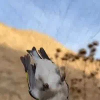 تور سهره..|لوازم جانبی حیوانات|مشهد, کوشش|دیوار