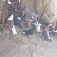 تعدادی کفتر نر