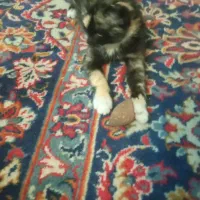 سرپرستی بچه گربه|گربه|خمینی‌شهر, |دیوار