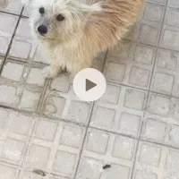 باکوتاه حرف کوش کن