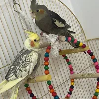 یک جفت عروس هلندی سرحال