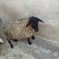 یک عددبرع نر