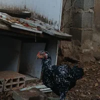 مرغ لاری و جوجه ۷ ماهه دورگ لاری|حیوانات مزرعه|قرق, |دیوار