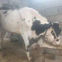 گوساله فروشی 6۵ تومان