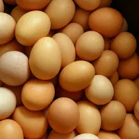 تخم مرغ محلی ، عرضه مستقیم از مرغداری|خوردنی و آشامیدنی|ری, سرتخت|دیوار