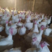 بوقلمون پرواری|حیوانات مزرعه|مشهد, رسالت|دیوار