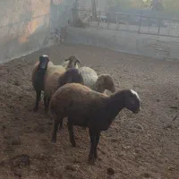 6برماده درجه یک|حیوانات مزرعه|هشتگرد, تهران دشت|دیوار