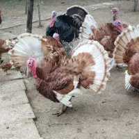 فروش بوقلمون برنز نر|حیوانات مزرعه|بابلسر, |دیوار