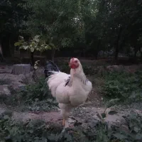 خروس برهما لایت