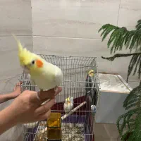 عروس هلندی دستی|پرنده|یزد, |دیوار