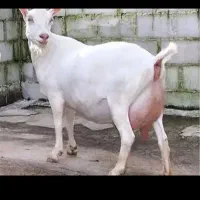 دوغ محلی بفروش میرسد|خوردنی و آشامیدنی|فارسان, |دیوار