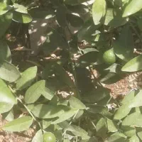 هرس وعلف زنی انجام می دهم