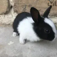 سه عدد خرگوش بزرگ