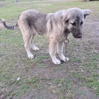 فروش|سگ|شاندرمن, |دیوار