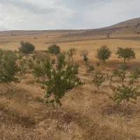 زمین باغ بادوم ب همراه چشمه و استخر|فروش دفتر صنعتی، کشاورزی، تجاری|عجب شیر, |دیوار