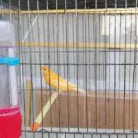 قناری دهن زن|پرنده|فسا, |دیوار