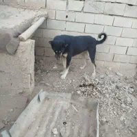 سگ سرابی|سگ|کبودرآهنگ, |دیوار