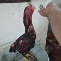 مرغ و خروس لاری برهما محلی بره شیری
