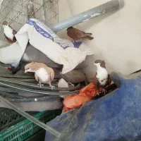 سلام خدمت دوستان  دم سفید|پرنده|تربت‌حیدریه, یحیی آباد|دیوار