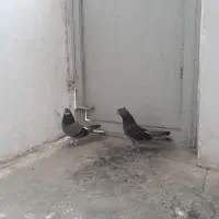 کبوتر|حیوانات|قم, انصارالحسین|دیوار