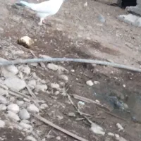 کله ای ماده