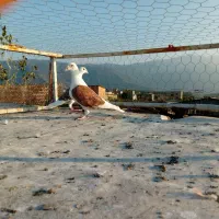 ۵ تا کبوتر رنگی عالی|پرنده|دلند, |دیوار