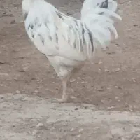 خروس|حیوانات مزرعه|فلارد, |دیوار