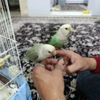 طوطی برزیلی مولد