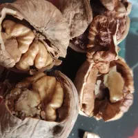 گردو ایرانی|خوردنی و آشامیدنی|شیراز, انجیره|دیوار