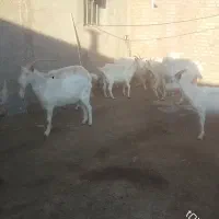 گمشده|حیوانات|مرند, |دیوار