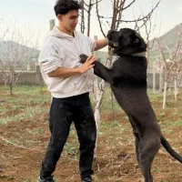 سگ کن کورسو اصیل|سگ|بوکان, |دیوار