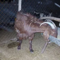 بز چاق جوان|حیوانات مزرعه|مرودشت, دولت آباد|دیوار